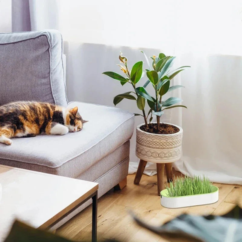 Hydroponic Soilless Planting Cat Grass Pot