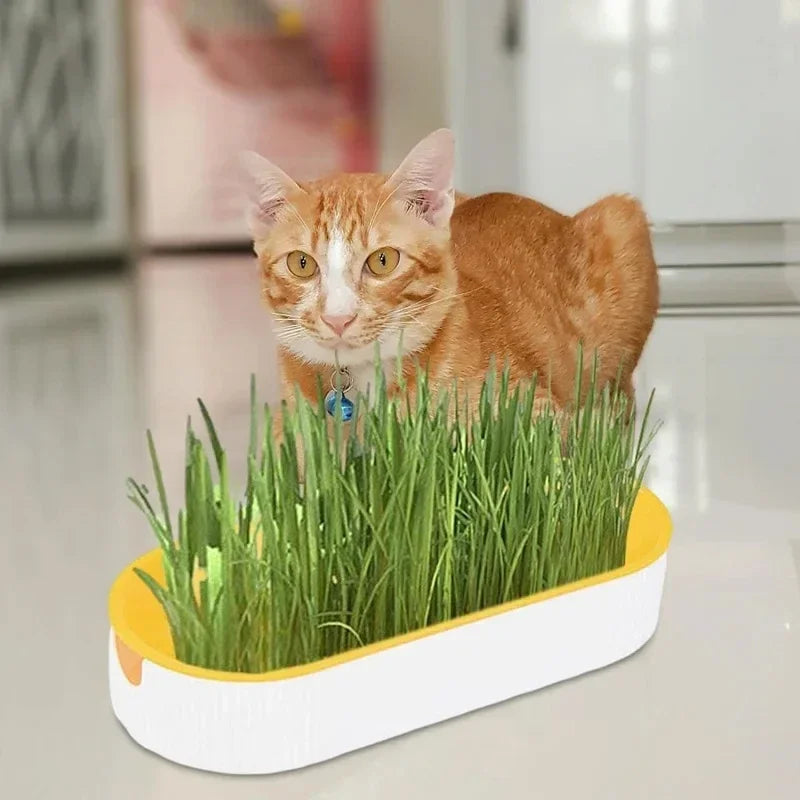 Hydroponic Soilless Planting Cat Grass Pot