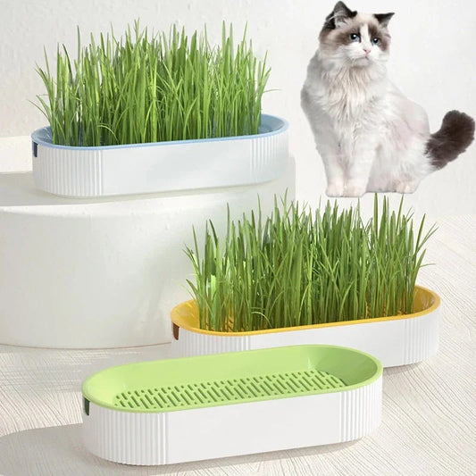 Hydroponic Soilless Planting Cat Grass Pot